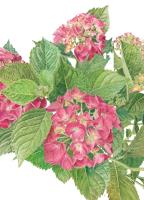 Hydrangea macrophylla